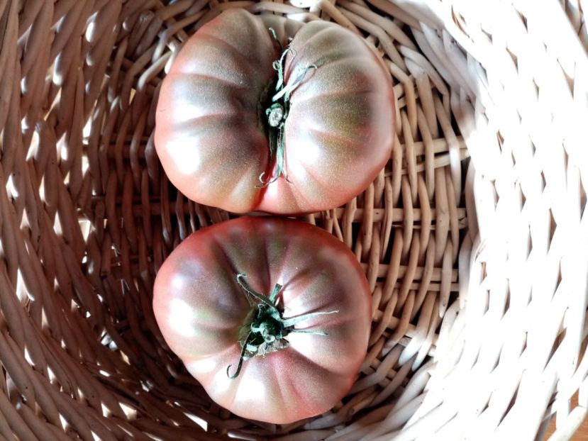 CHEROKEE CHOCOLATE - TOMATE 2020 ALBUM 15