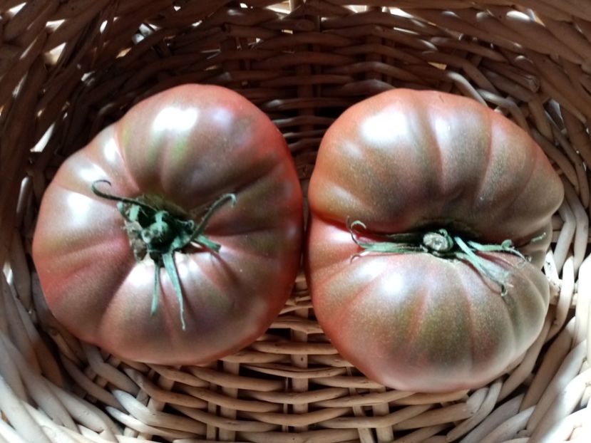 CHEROKEE CHOCOLATE - TOMATE 2020 ALBUM 15