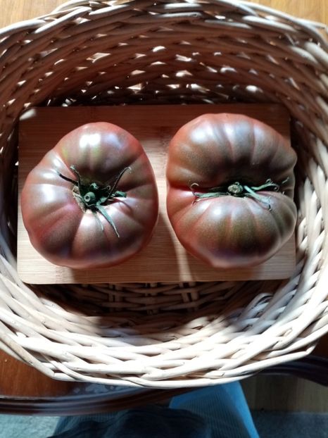 CHEROKEE CHOCOLATE - TOMATE 2020 ALBUM 15