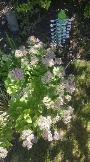 Sedum spectabile - Gradina si terasa PrimaLuce_7-Hello 2020