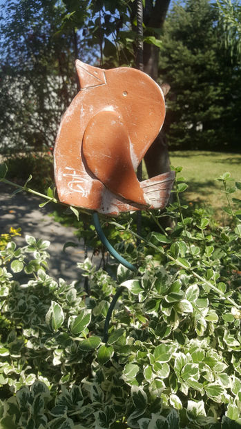 euonymus variegata - Gradina si terasa PrimaLuce_7-Hello 2020