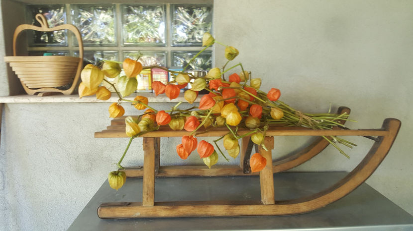 physalis alkekengi (păpălău) - Gradina si terasa PrimaLuce_7-Hello 2020