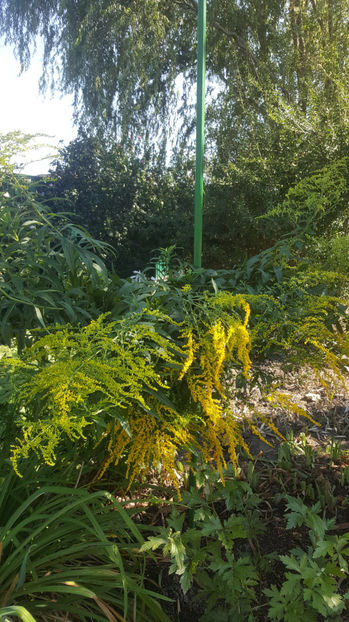 solidago canadensis - Gradina si terasa PrimaLuce_7-Hello 2020
