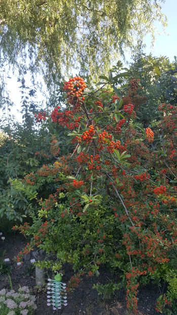pyracantha coccinea-red - Gradina si terasa PrimaLuce_7-Hello 2020