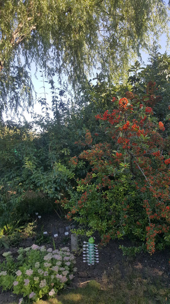 pyracantha coccinea-red - Gradina si terasa PrimaLuce_7-Hello 2020