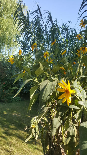 Helianthus tuberosus(picioici) - Gradina si terasa PrimaLuce_7-Hello 2020
