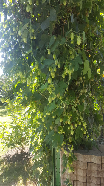humulus lupulus(hamei) - Gradina si terasa PrimaLuce_7-Hello 2020