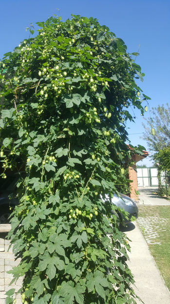 humulus lupulus(hamei) - Gradina si terasa PrimaLuce_7-Hello 2020