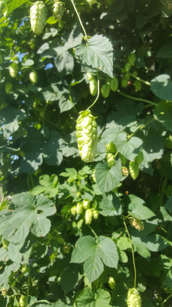 humulus lupulus(hamei) - Gradina si terasa PrimaLuce_7-Hello 2020