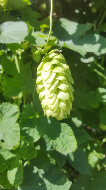humulus lupulus(hamei) - Gradina si terasa PrimaLuce_7-Hello 2020