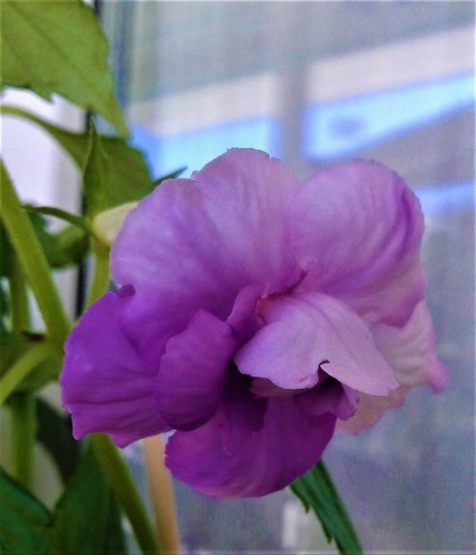  - 0000 ACHIMENES