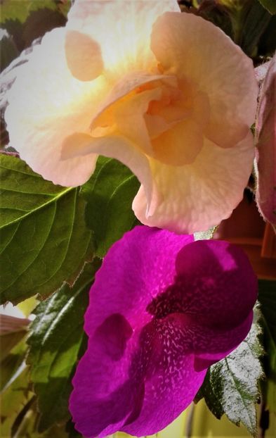  - 0000 ACHIMENES