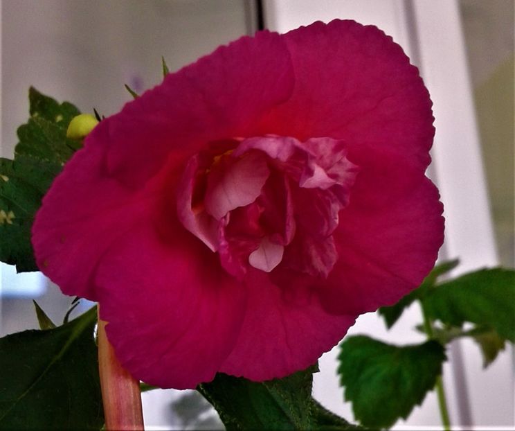  - 0000 ACHIMENES
