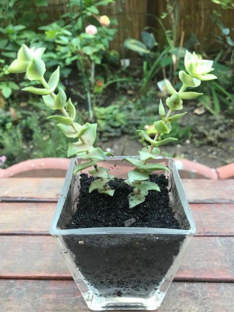 Crassula perforata - Cactusi si suculente