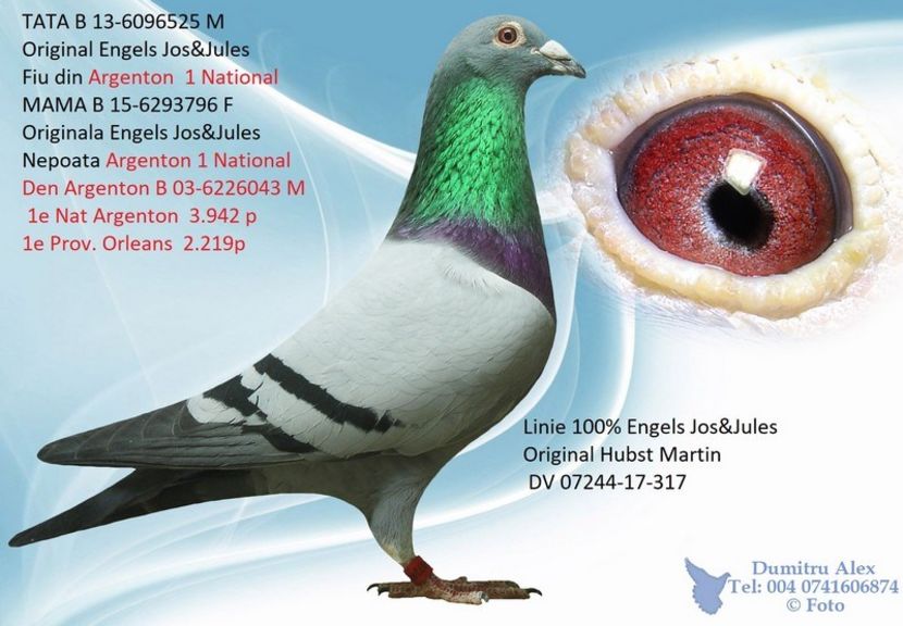  - Porumbei super top 2020 achizitii