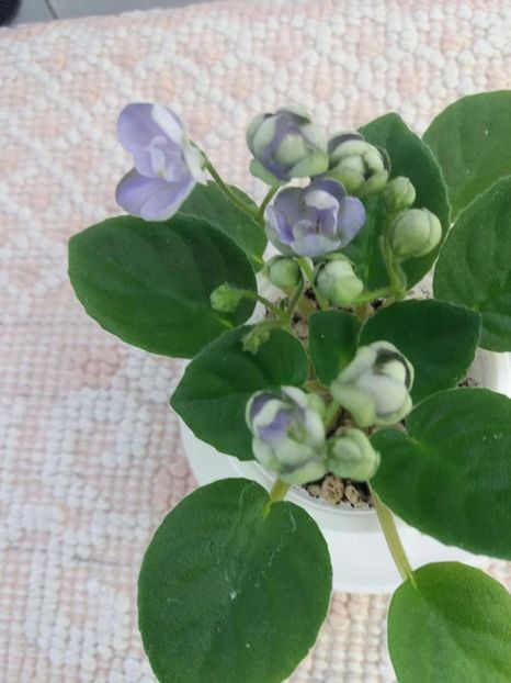 13 aug - LE Son Trava