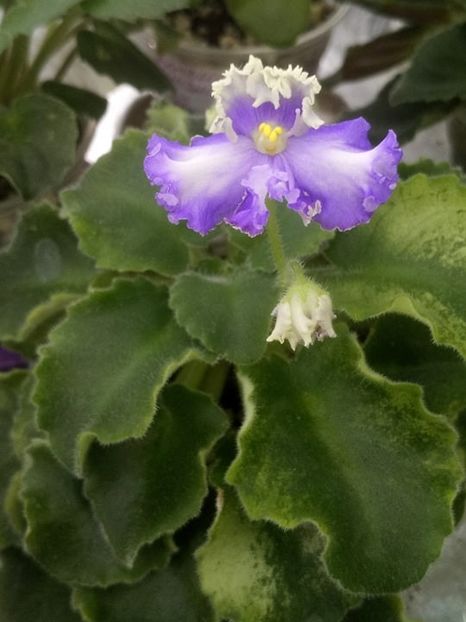 14 iul - LE Shining Star