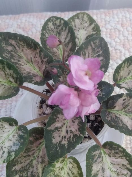 13 aug - Hand Picked