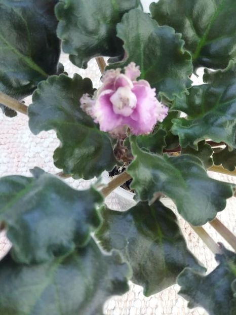 21 aug - AV Autumn Forest