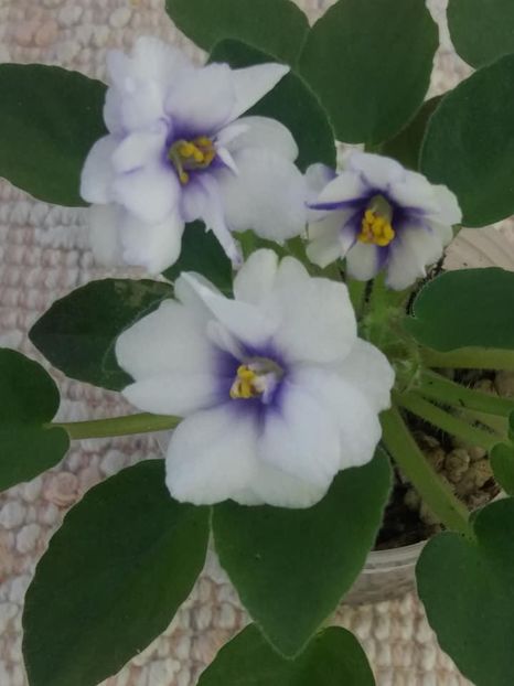 21 aug - Rob s Loose Noodle