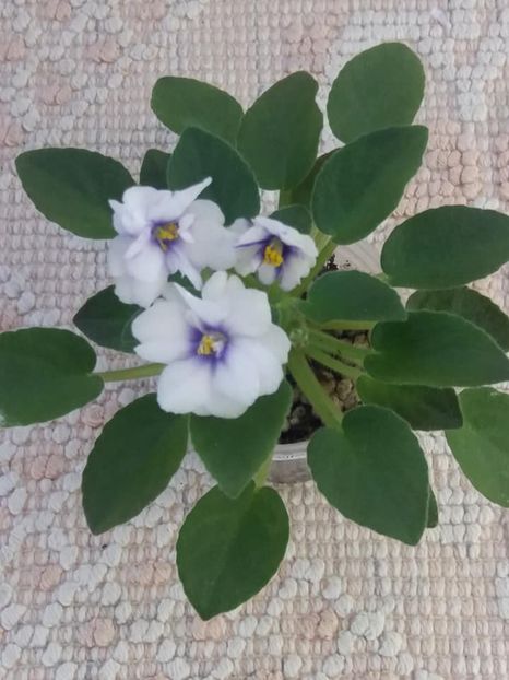 21 aug - Rob s Loose Noodle