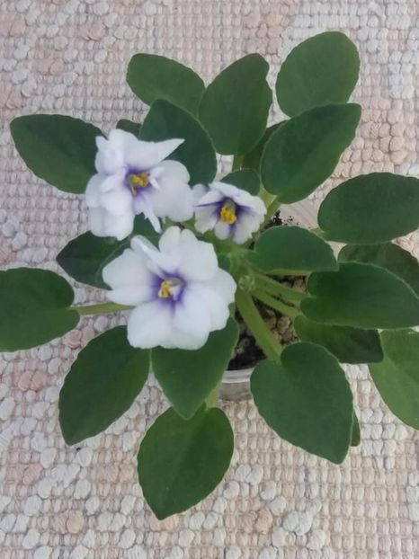 21 aug - Rob s Loose Noodle