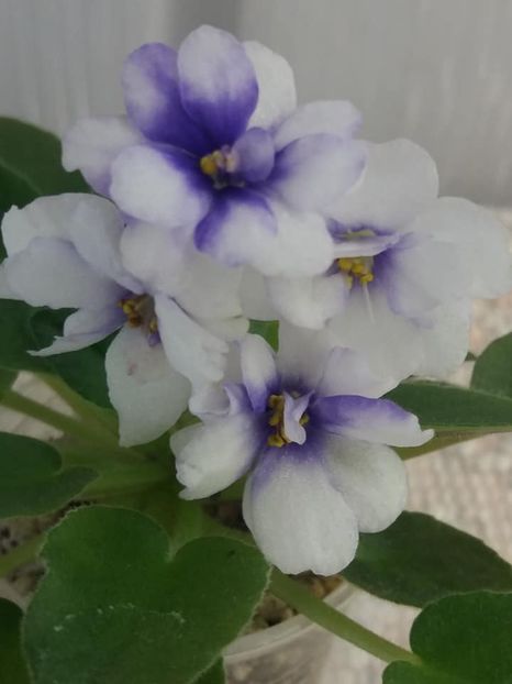 4 sept - Rob s Loose Noodle