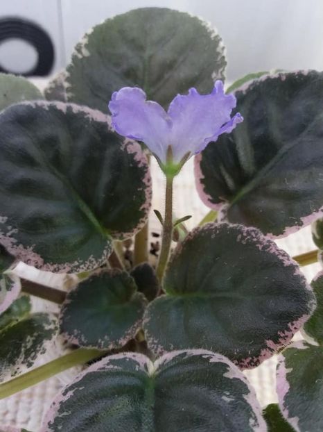 19 aug - EK Melodia Dushy