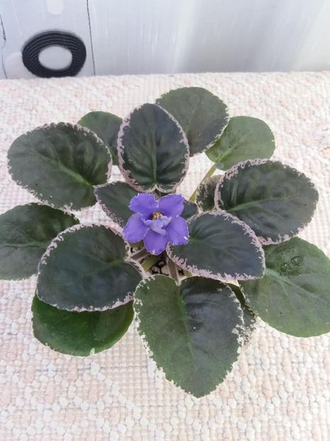 19 aug - EK Melodia Dushy