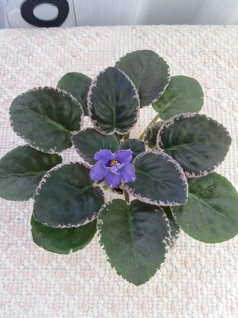 19 aug - EK Melodia Dushy