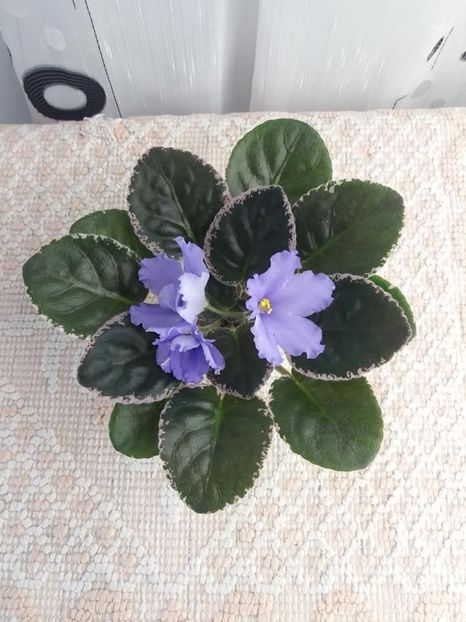 4 sept - EK Melodia Dushy