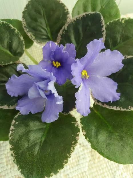 4 sept - EK Melodia Dushy