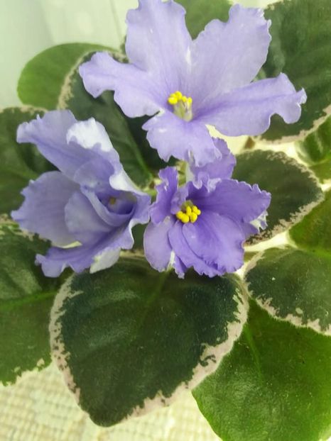 4 sept - EK Melodia Dushy