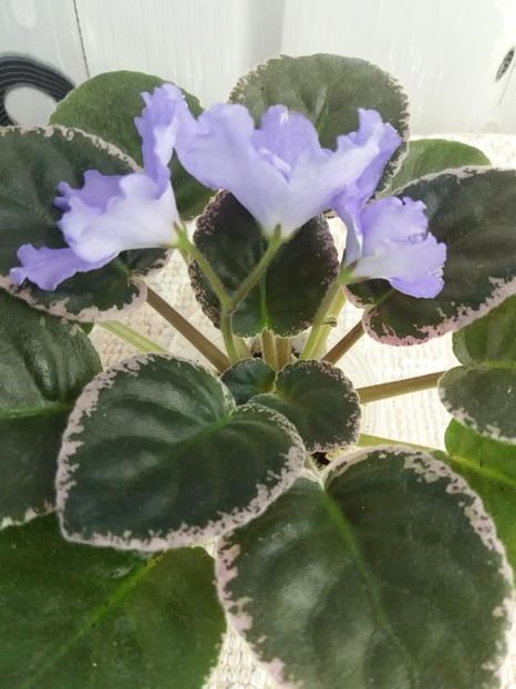 4 sept - EK Melodia Dushy