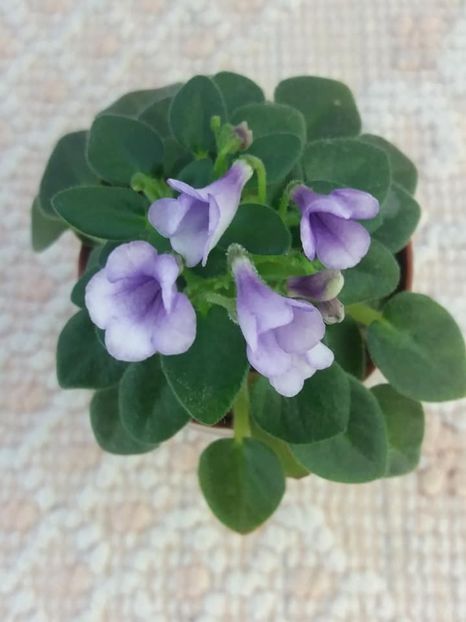 21 aug - SK Landscape in the Fog