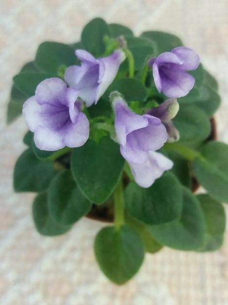 21 aug - SK Landscape in the Fog