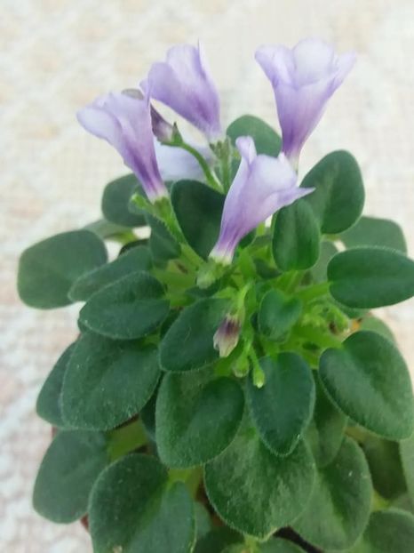 21 aug - SK Landscape in the Fog