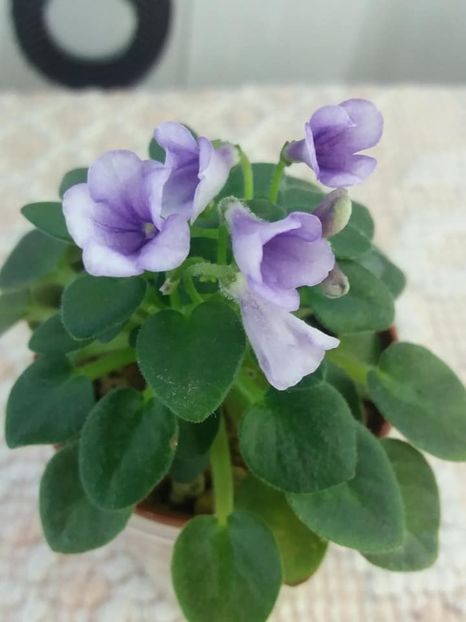 21 aug - SK Landscape in the Fog