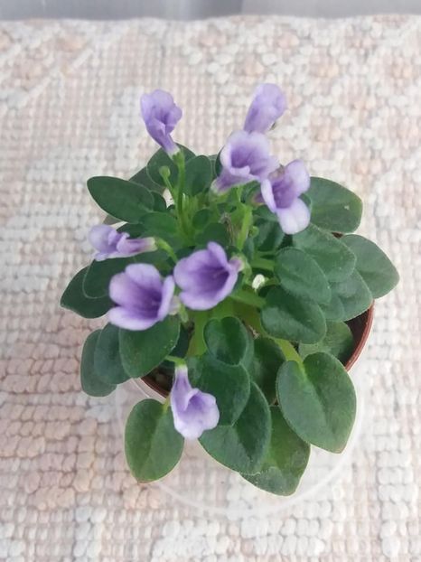 4 sept - SK Landscape in the Fog