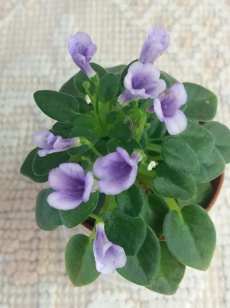 4 sept - SK Landscape in the Fog