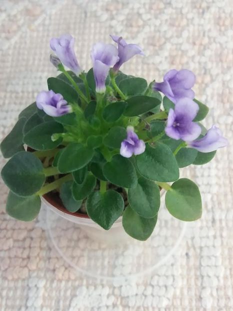 4 sept - SK Landscape in the Fog