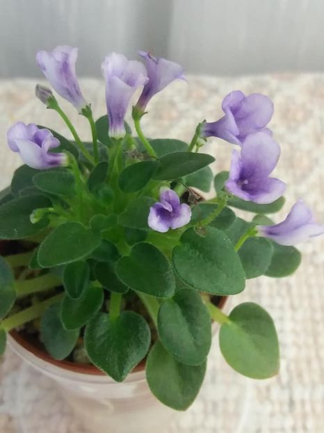 4 sept - SK Landscape in the Fog