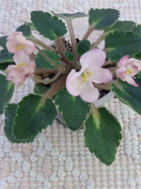 19 aug - Snuggles Lady Dawn