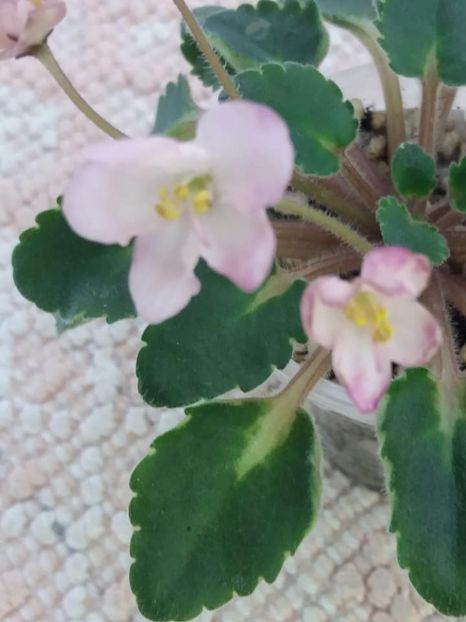 19 aug - Snuggles Lady Dawn