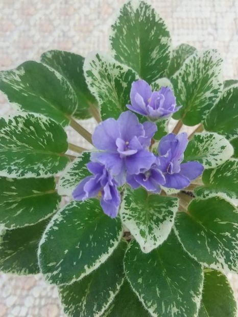 21 aug - Definitely Darryl