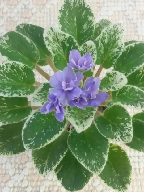 21 aug - Definitely Darryl