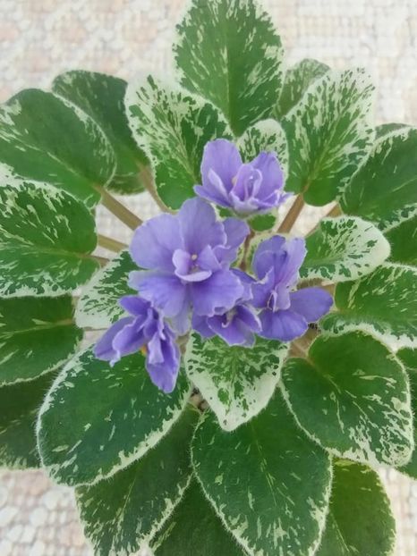 21 aug - Definitely Darryl