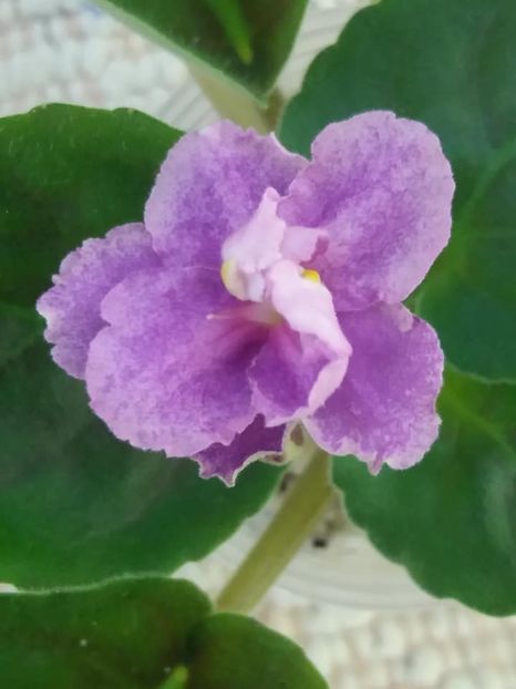 21 aug - ZZ Victorian Velvet