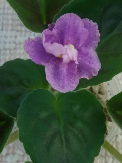 21 aug - ZZ Victorian Velvet