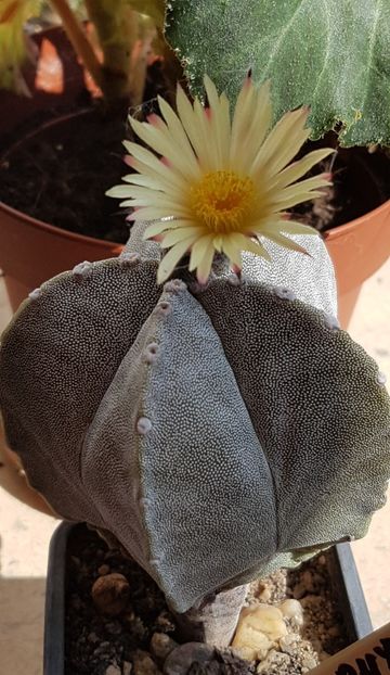 Astrophytum myriostigma - Astrophytum